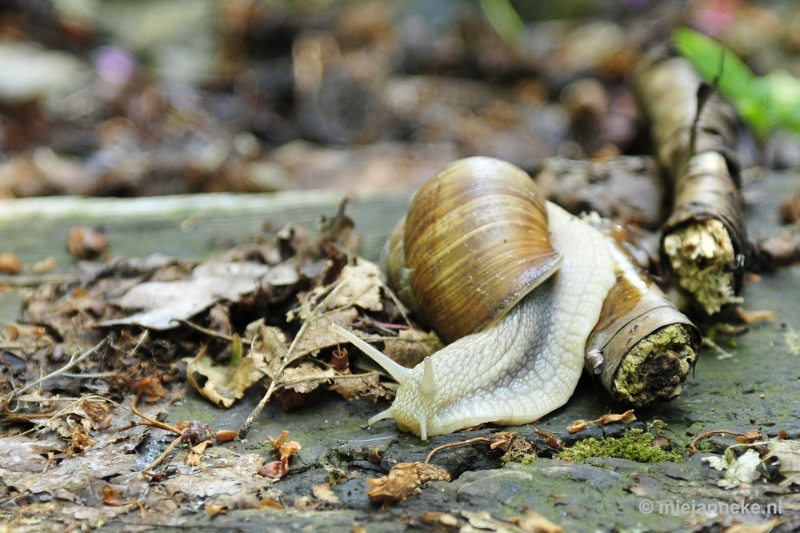 _DSC6193.JPG - Natuur in Hombourgh