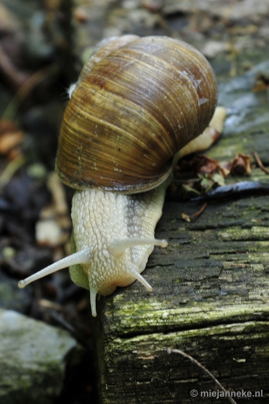 _DSC6206.JPG - Natuur in Hombourgh