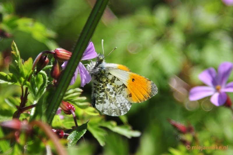 _DSC6317.JPG - Natuur in Hombourgh