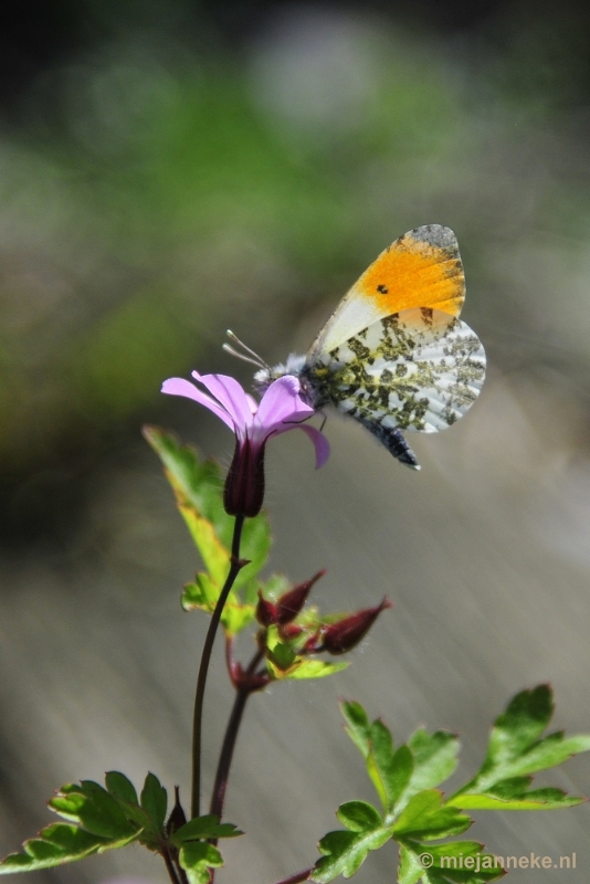 _DSC6330.JPG - Natuur in Hombourgh