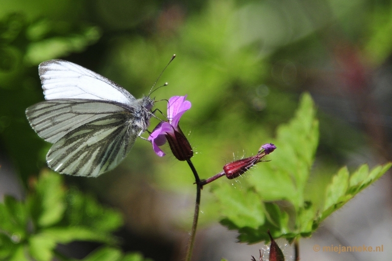 _DSC6408.JPG - Natuur in Hombourgh