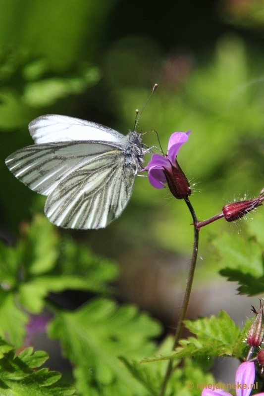 witje3.JPG - Natuur in Hombourgh