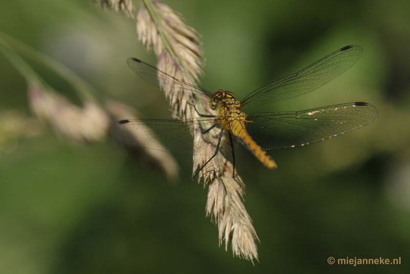 _DSC1563.JPG - Limburg