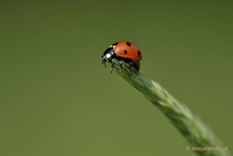 _DSC8715.JPG - Limburg