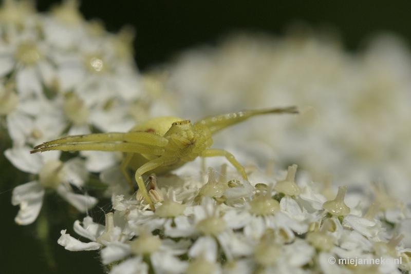 spinneke2.JPG - Limburg