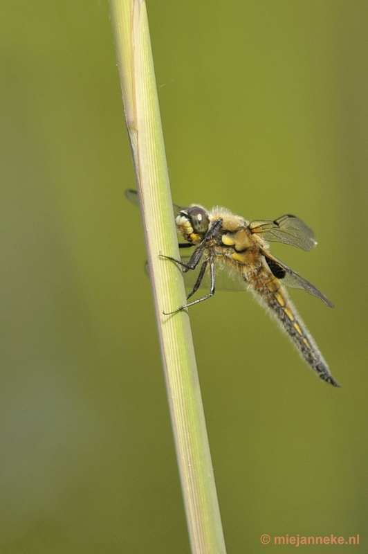 _DSC8196a.JPG - Macro in de natuurtuin