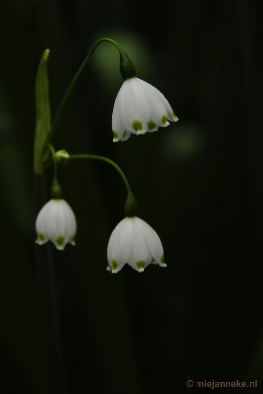 _DSC3697.JPG - Lente in Arcen