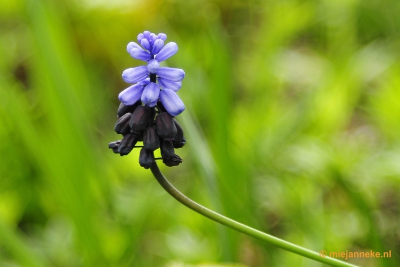 _DSC3737.JPG - Lente in Arcen