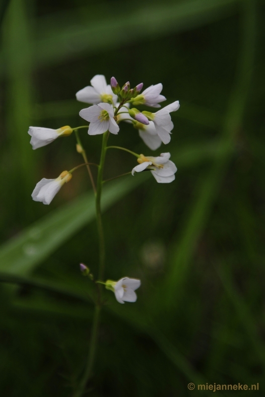 _DSC3746.JPG - Lente in Arcen