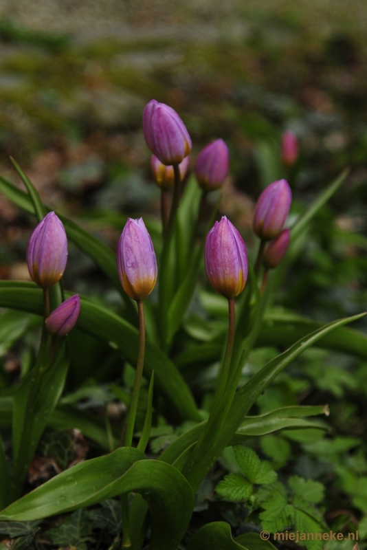 _DSC3755.JPG - Lente in Arcen