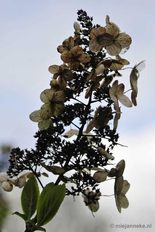 _DSC3790.JPG - Lente in Arcen