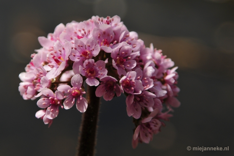 _DSC3842.JPG - Lente in Arcen