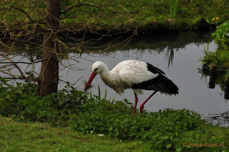 _DSC3845.JPG - Lente in Arcen