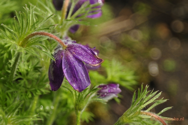 _DSC3851.JPG - Lente in Arcen