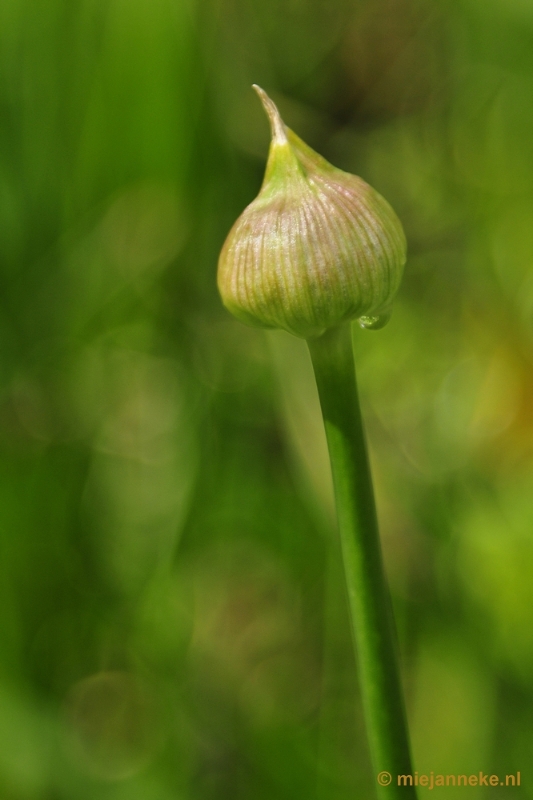 _DSC3898.JPG - Lente in Arcen