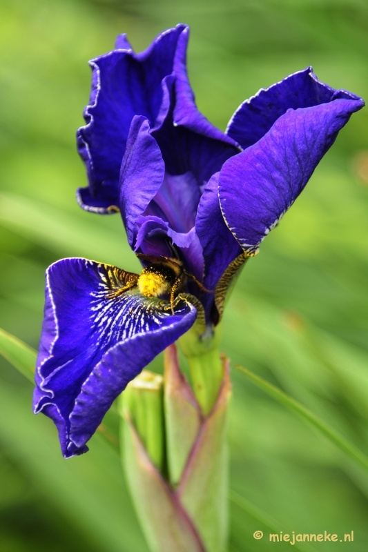 _DSC2006.JPG - Floriade 2012