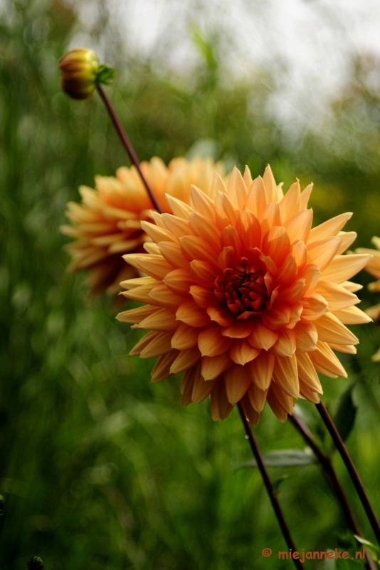 _DSC2070.JPG - Floriade 2012