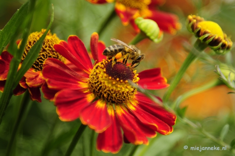 _DSC2082.JPG - Floriade 2012