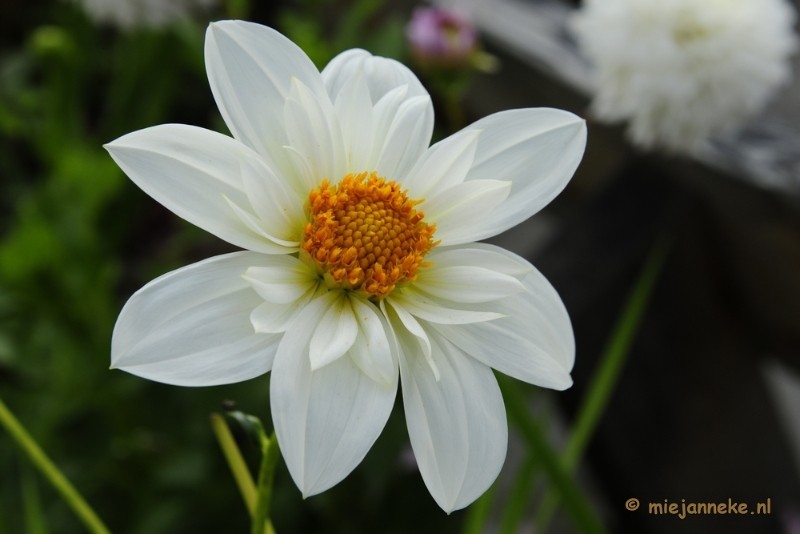 _DSC2227.JPG - Floriade 2012