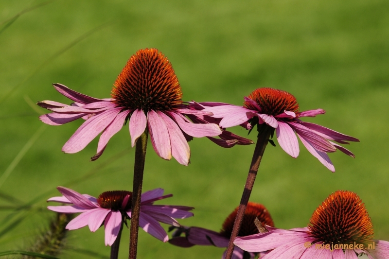 _DSC2245.JPG - Floriade 2012