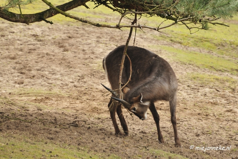 BB 16 maart 2013 03.JPG - Beekse bergen Maart