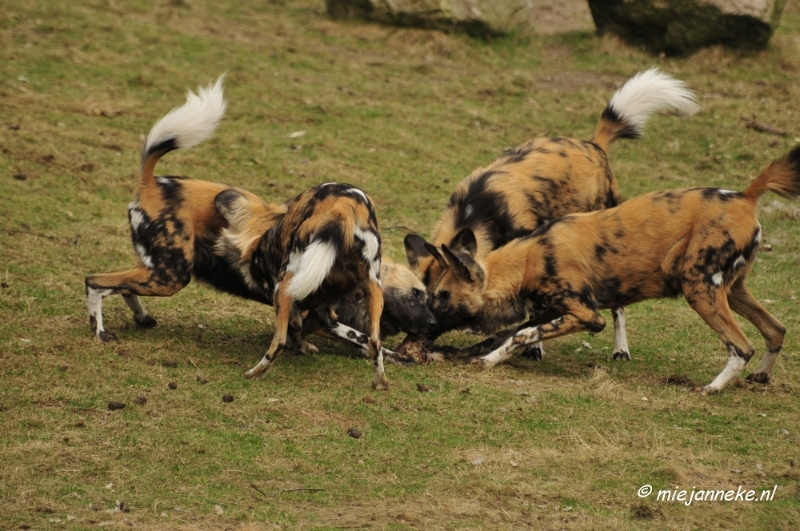 BB 16 maart 2013 10.JPG - Beekse bergen Maart