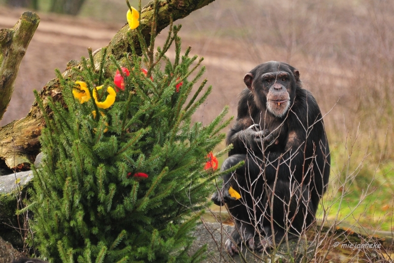 bdDSC_5622.JPG - Kerst in de beekse bergen