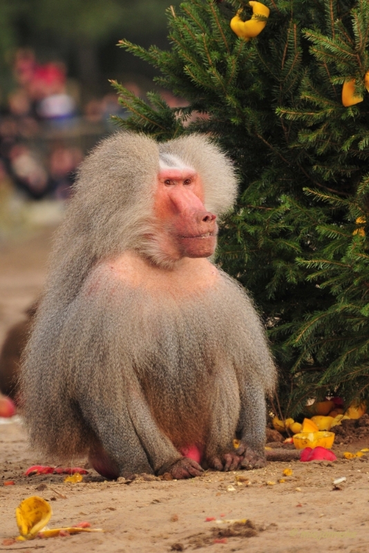 bdDSC_5491.JPG - Kerst in de beekse bergen