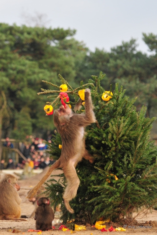 bdDSC_5499.JPG - Kerst in de beekse bergen