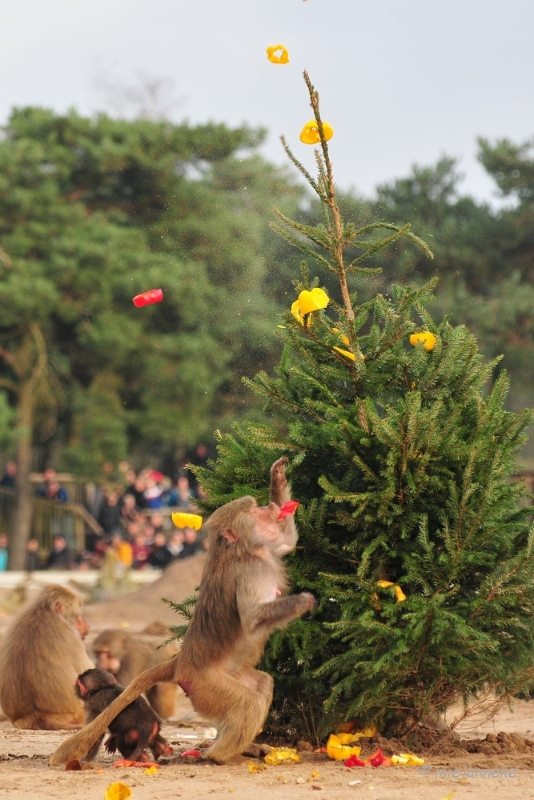 bdDSC_5500.JPG - Kerst in de beekse bergen