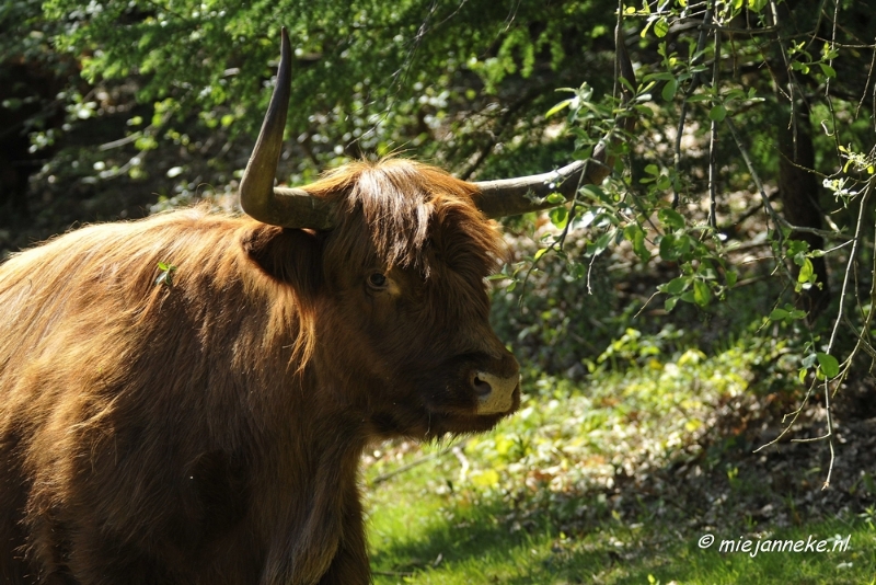 _DSC1312.JPG - Boswachterij Drost