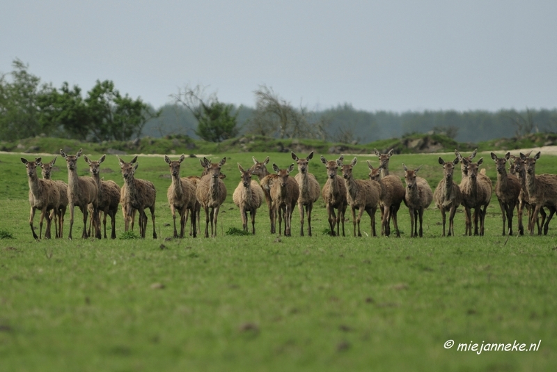 _DSC2134.JPG - Oostvaarders plassen