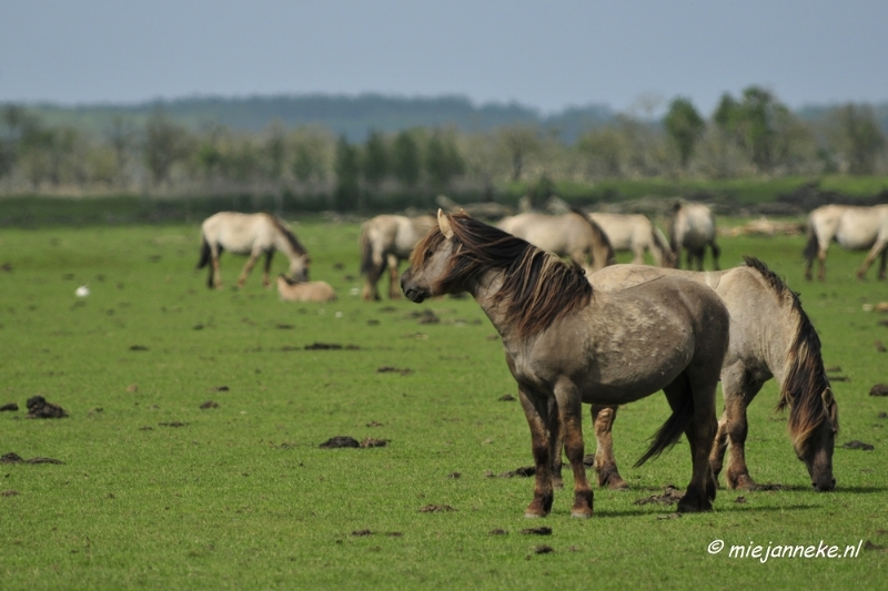 _DSC2327.JPG - Oostvaarders plassen