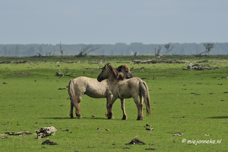 _DSC2350.JPG - Oostvaarders plassen