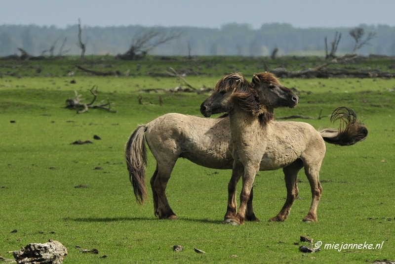 _DSC2353.JPG - Oostvaarders plassen