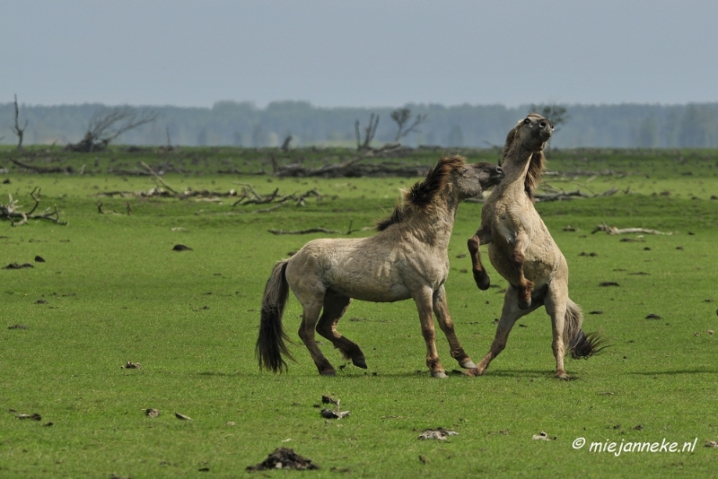 _DSC2357.JPG - Oostvaarders plassen