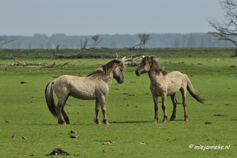 _DSC2361.JPG - Oostvaarders plassen