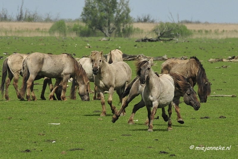 _DSC2366a.JPG - Oostvaarders plassen