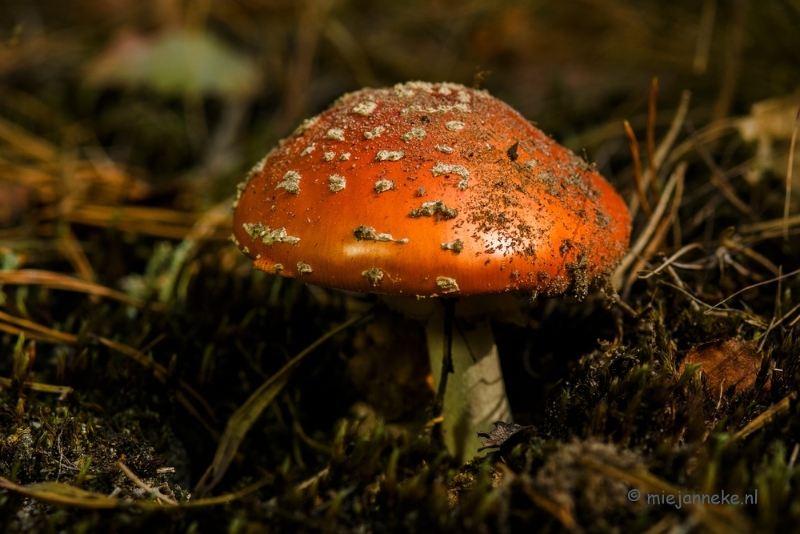 DSC_1110.JPG - Paddenstoelen 2013.