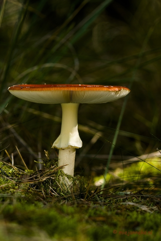 DSC_1227a.JPG - Paddenstoelen 2013