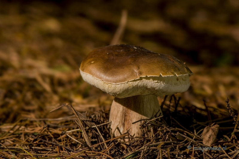 DSC_1288a.JPG - Paddenstoelen 2013