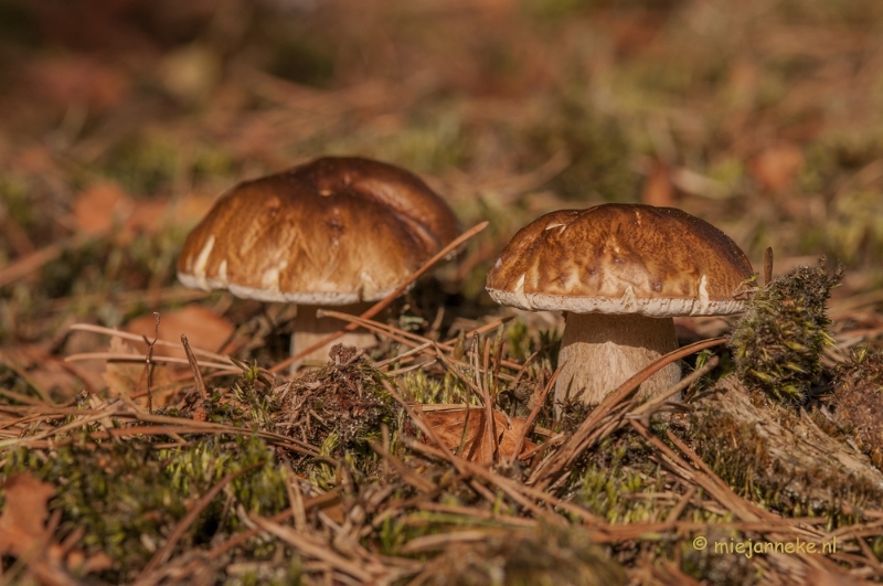 DSC_1293a.JPG - Paddenstoelen 2013