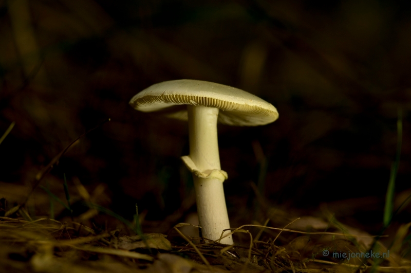 DSC_1315.JPG - Paddenstoelen 2013