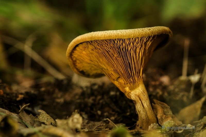 DSC_1422a.JPG - Paddenstoelen 2013