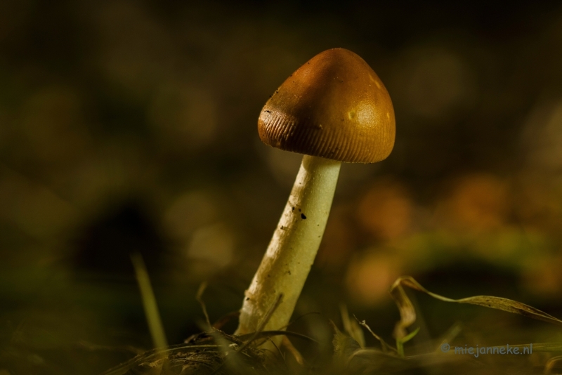 DSC_1443a.JPG - Paddenstoelen 2013