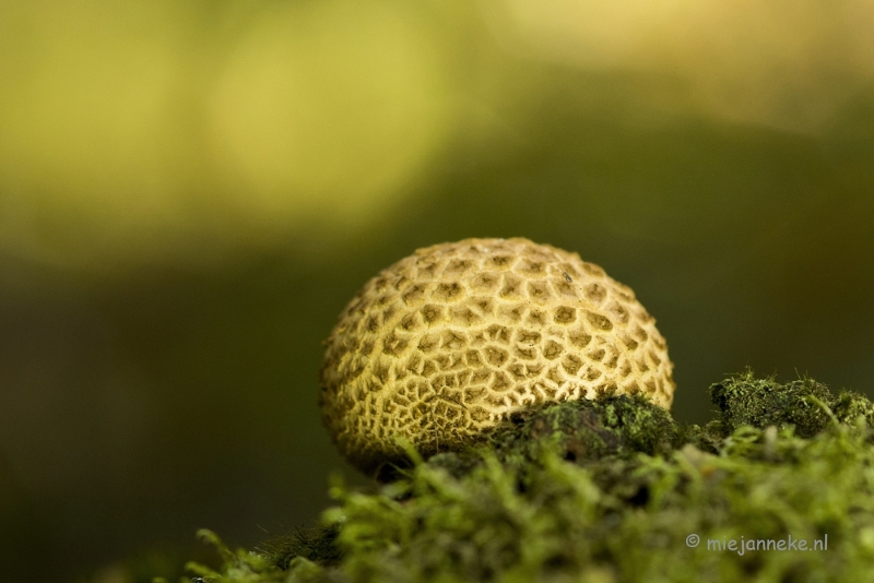 DSC_1466a.JPG - Paddenstoelen 2013