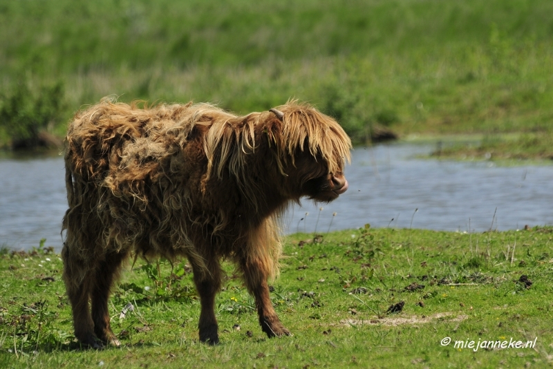 _DSC3942.JPG - Tiengemeten