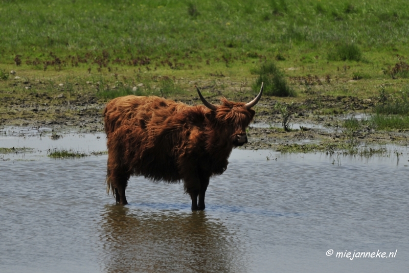 _DSC3989.JPG - Tiengemeten