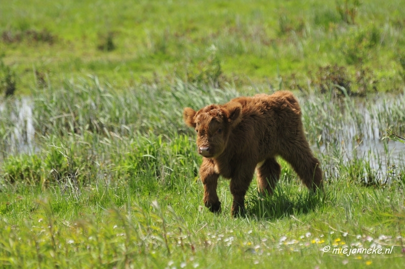 _DSC4022.JPG - Tiengemeten