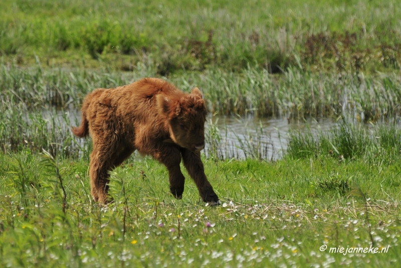 _DSC4039.JPG - Tiengemeten